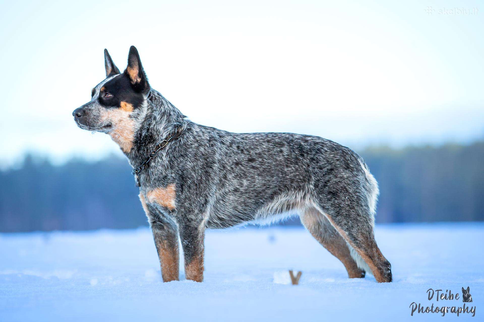 Australian cattle dog puppies