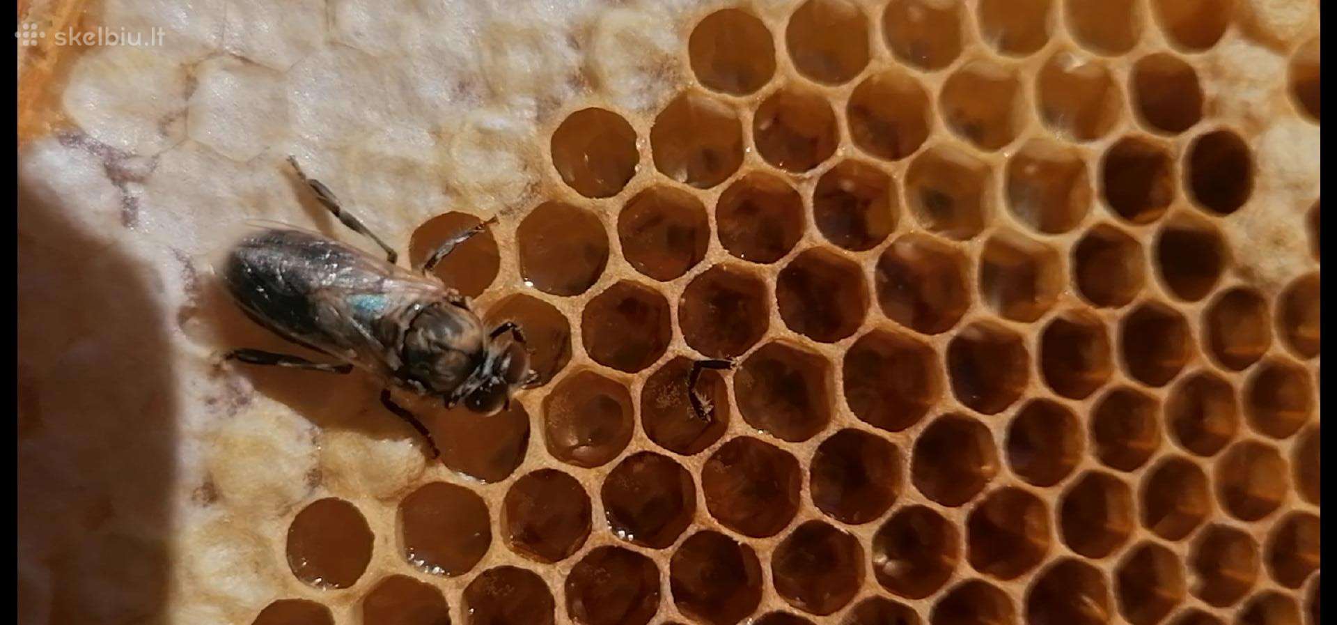 Parduodamos bitės Suvalkijos regione.