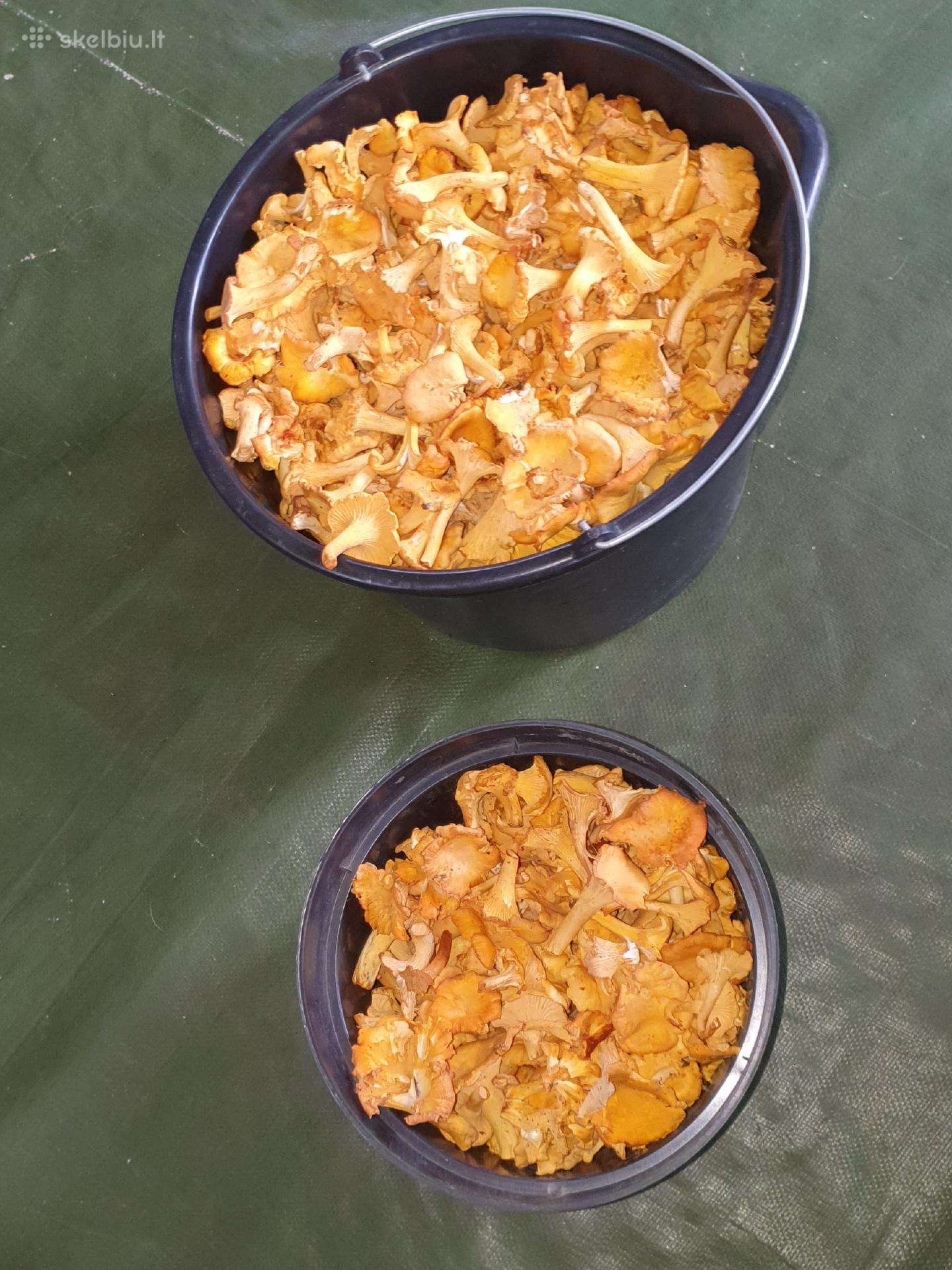 Parduodamos voveraitės. Litras tik 1.50€.