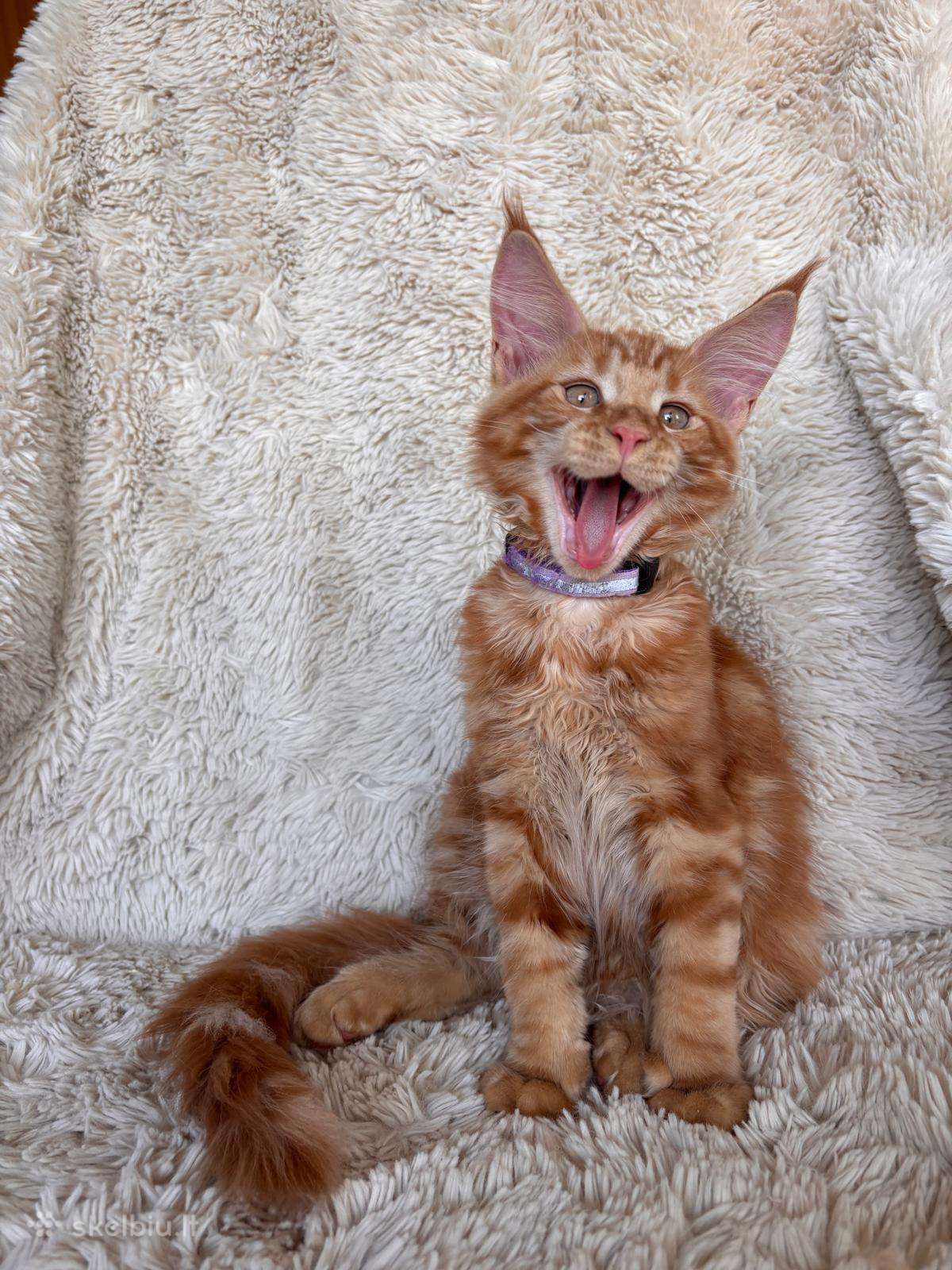 Red Maine Coon
