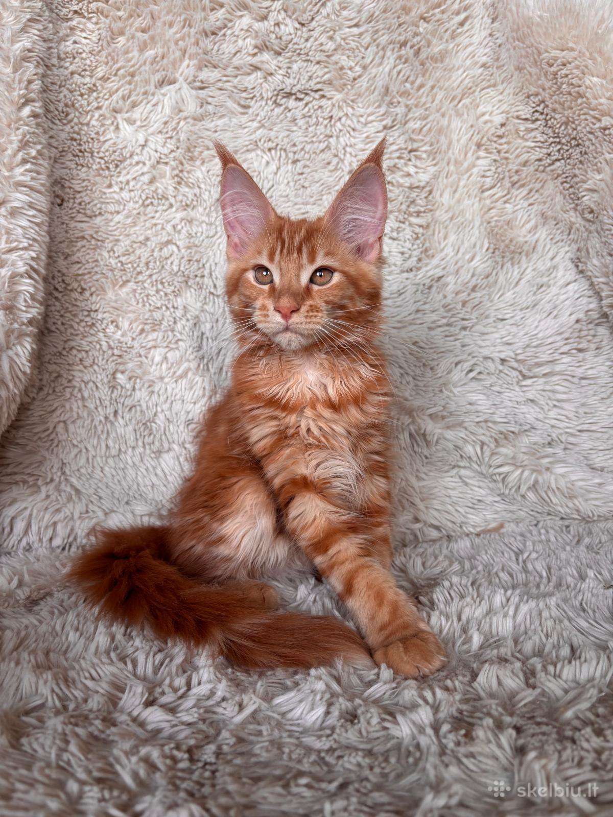 Red Maine Coon