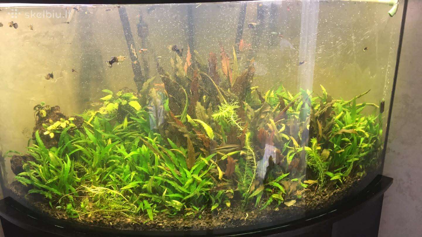 Akvariumas