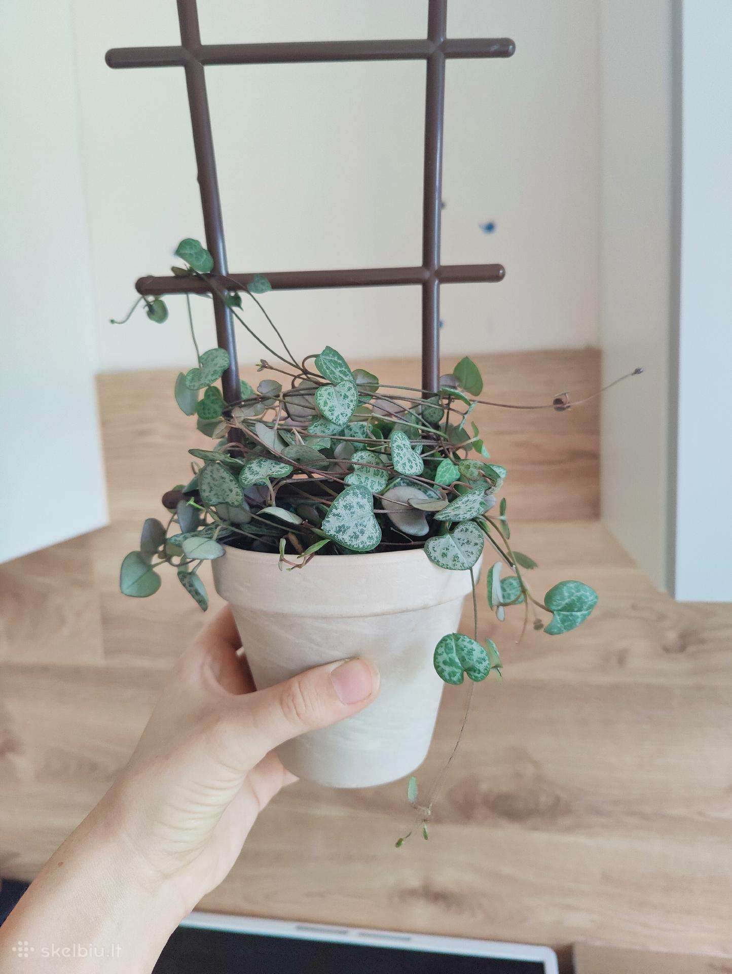 String Of Hearts