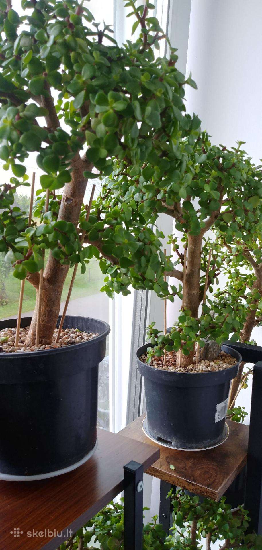 Portulacaria afra sukulentas