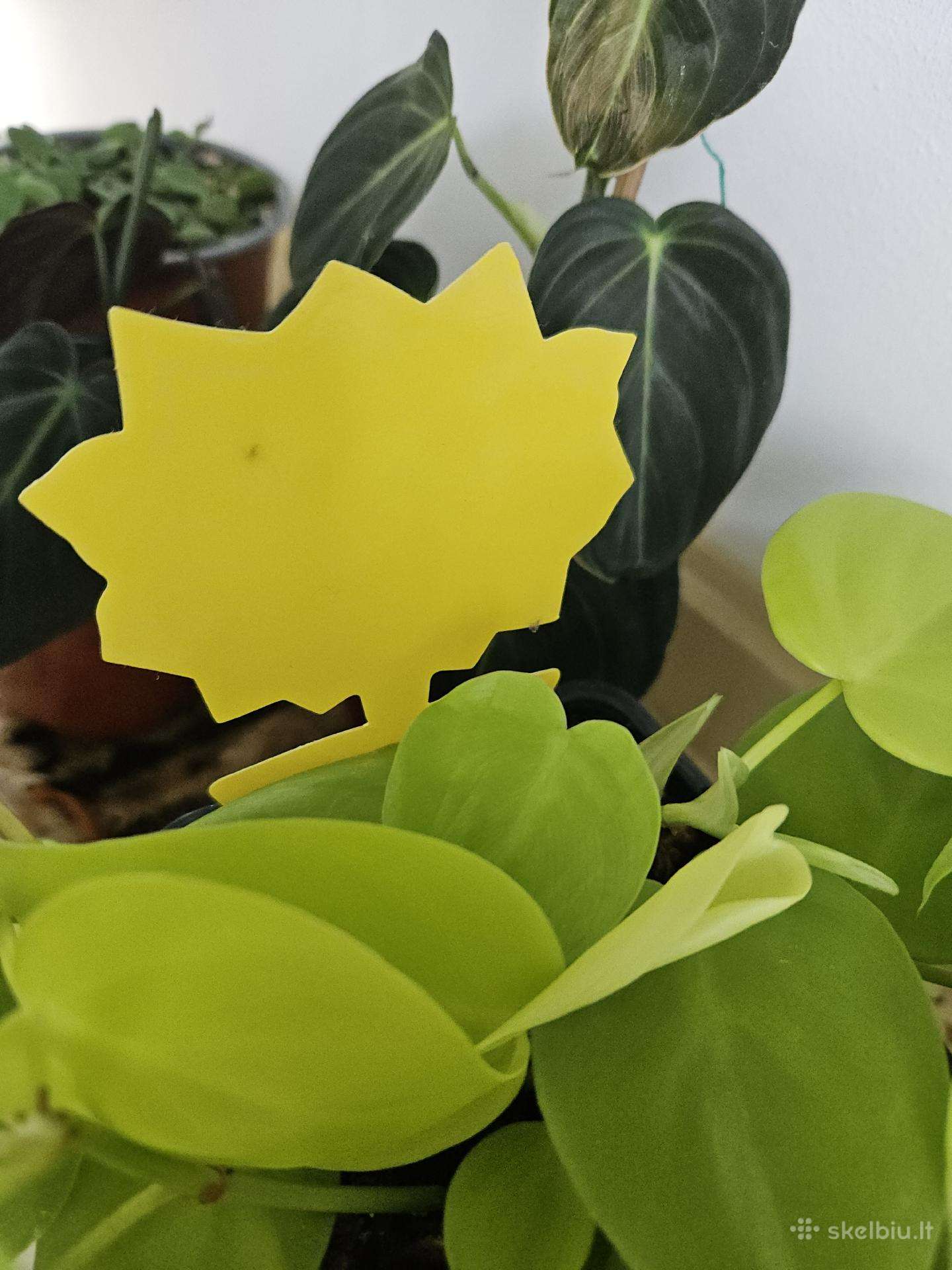 Lipnūs lapeliai nuo augalų musyčių, 10vnt.