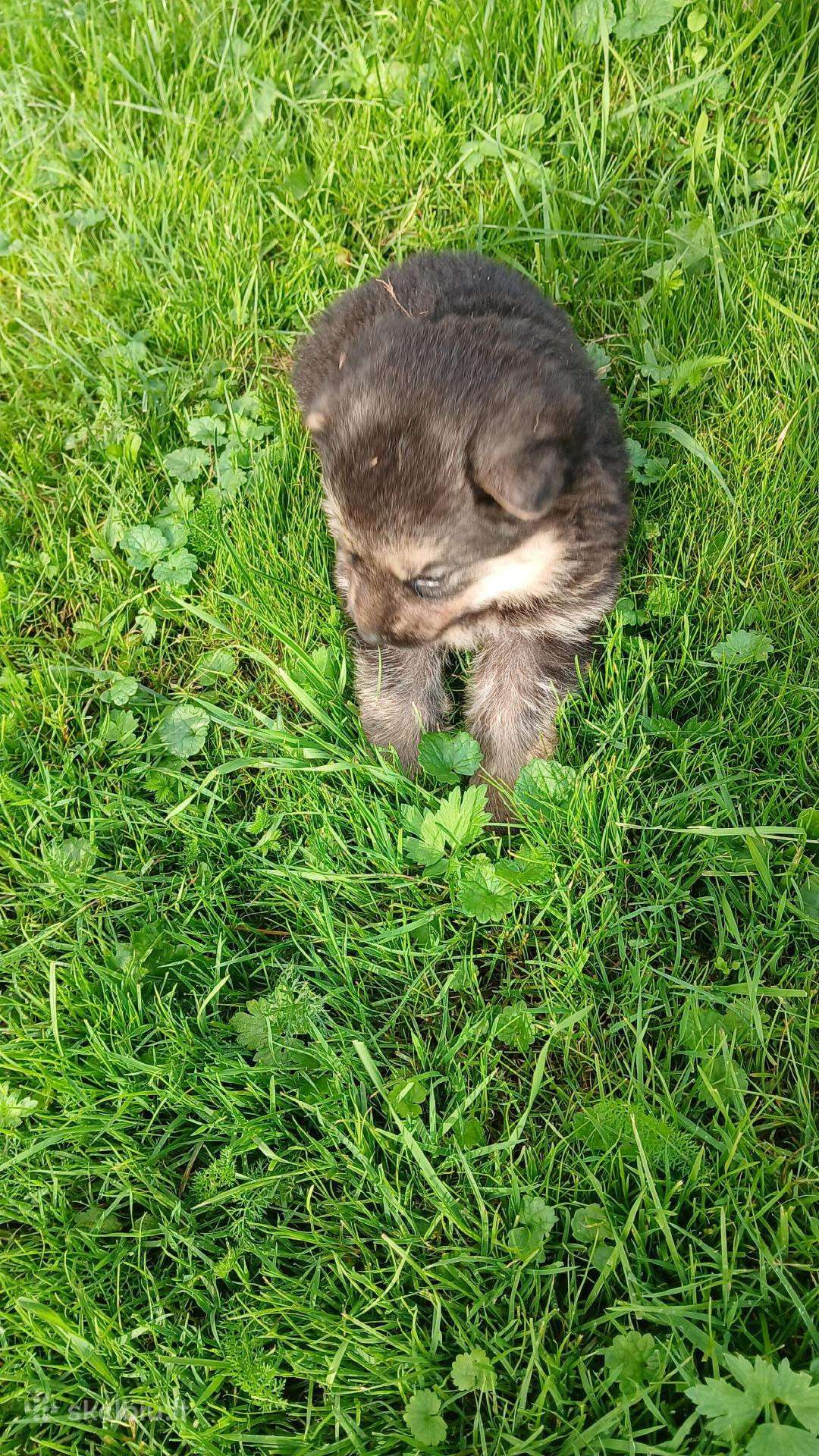 Kalyte