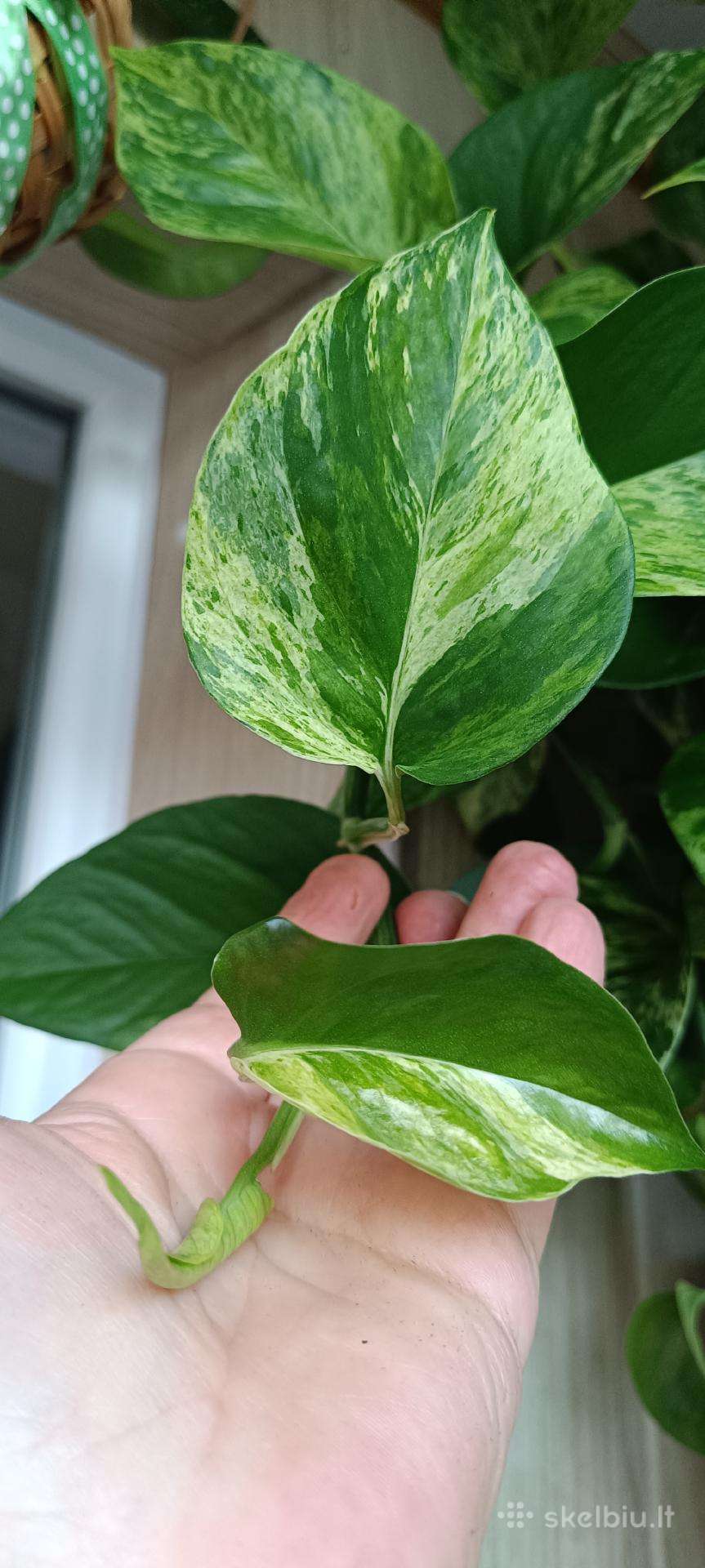 Filodendronai, epipremnum