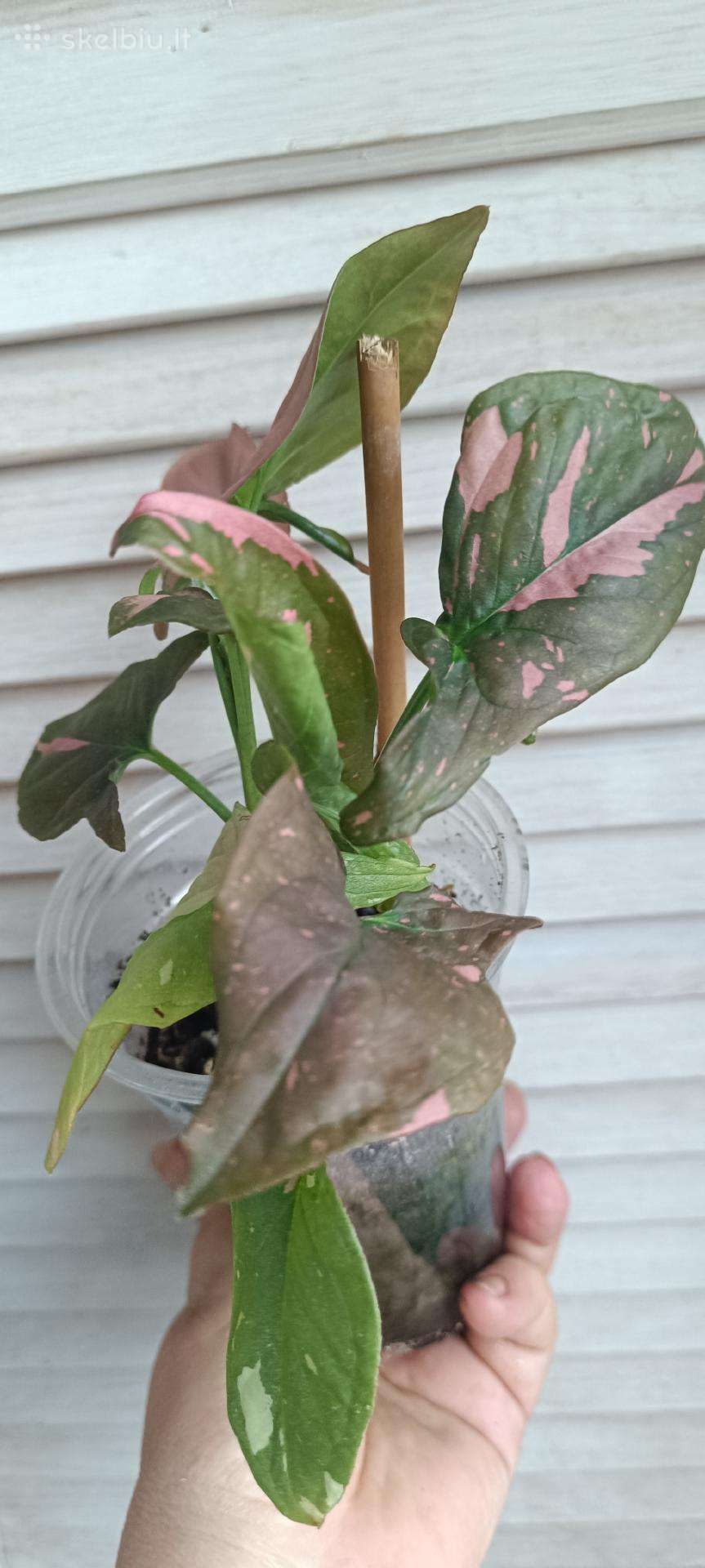 Syngoniumai