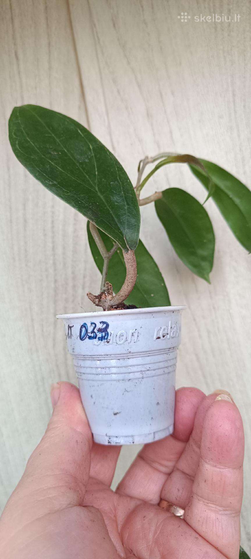 Vaškuolės (#Hoya)