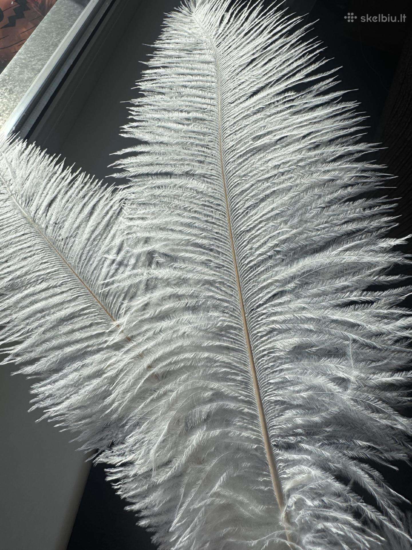 Stručio plunksnos (40-45cm.)