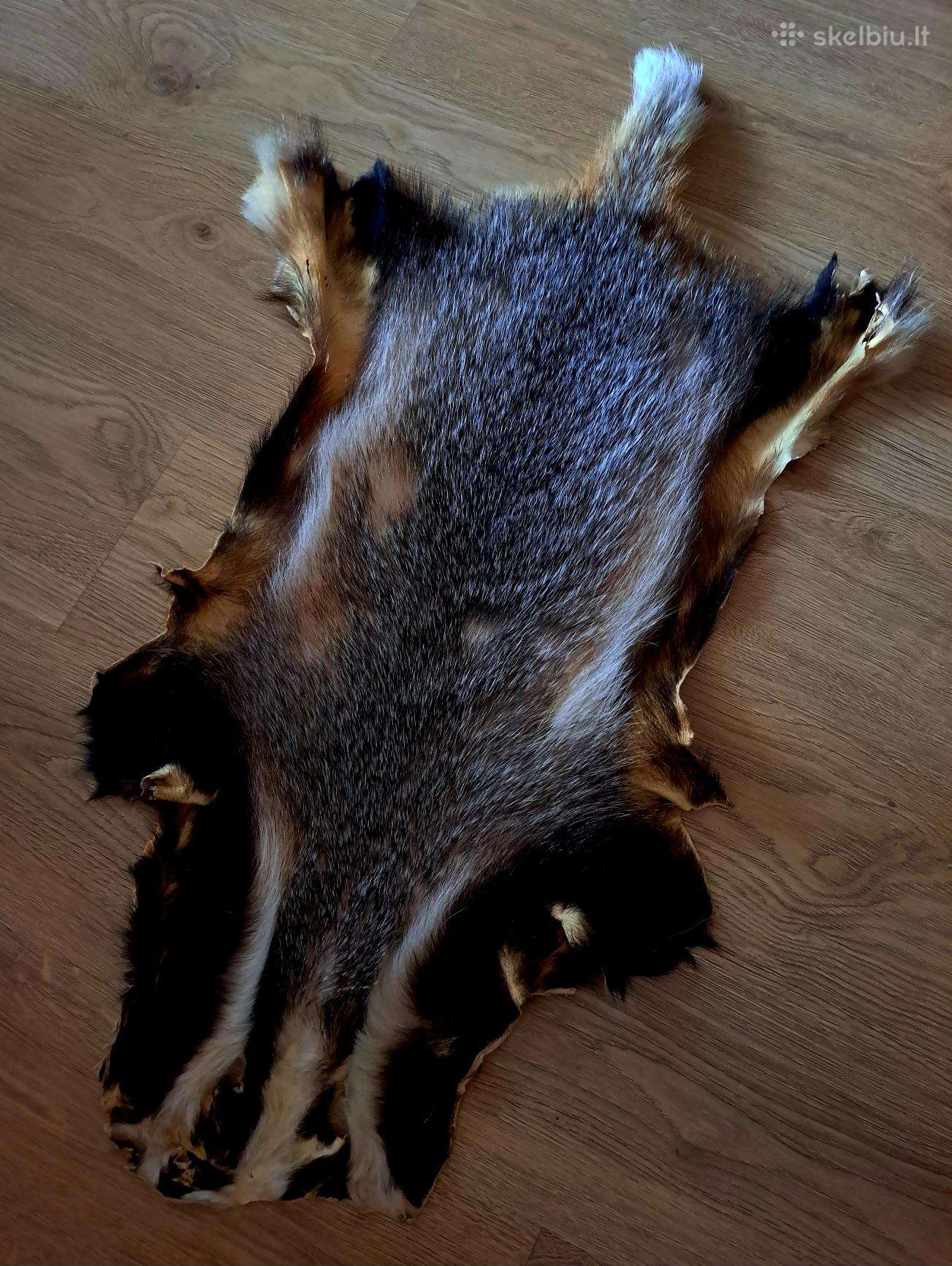 Barsuko kailis