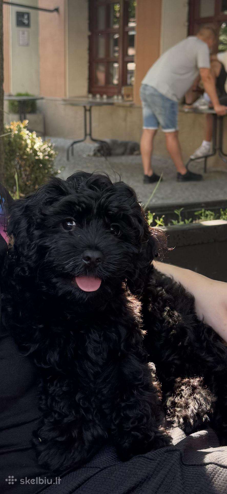 Cavapoo