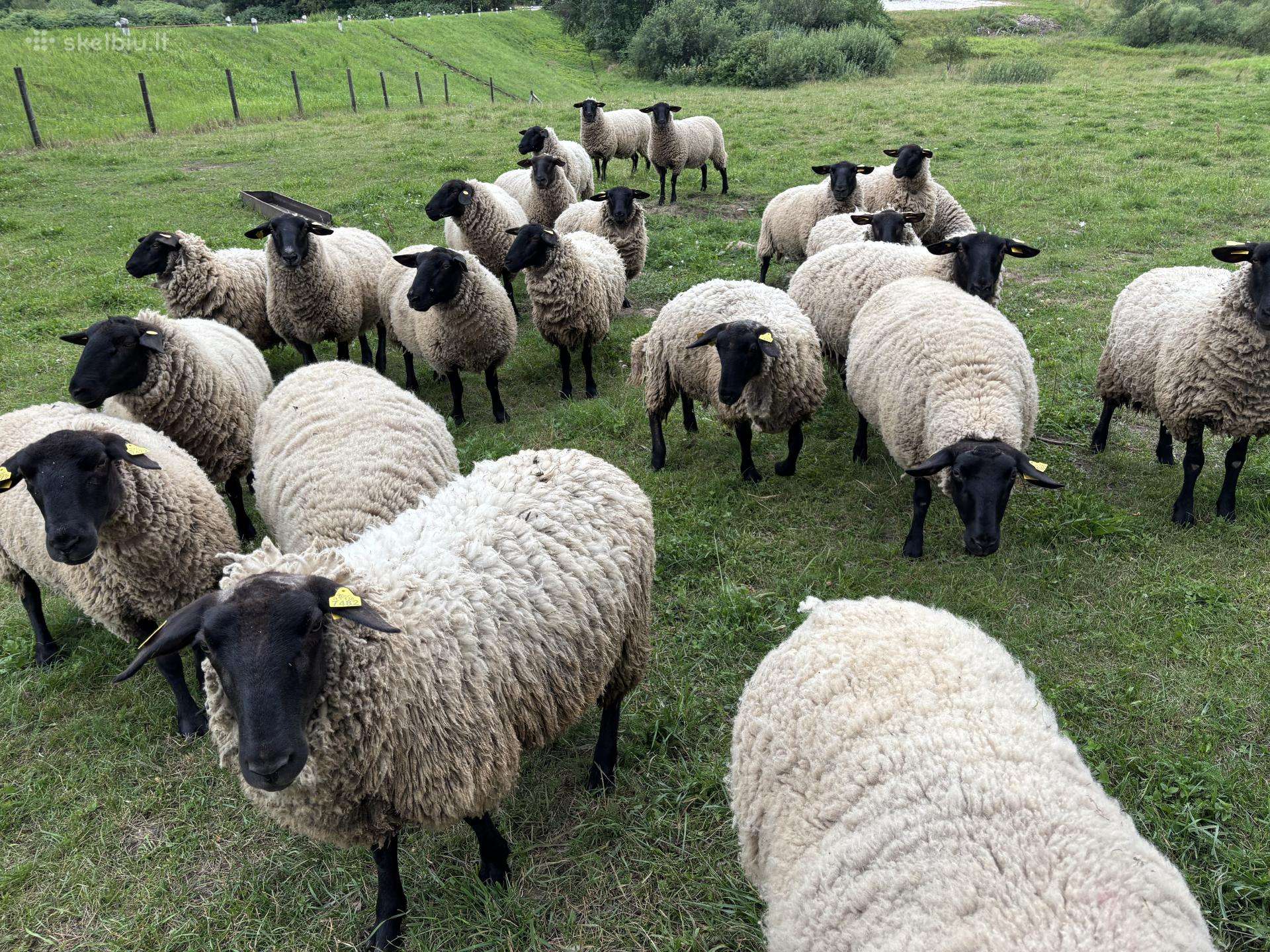 Suffolk avys