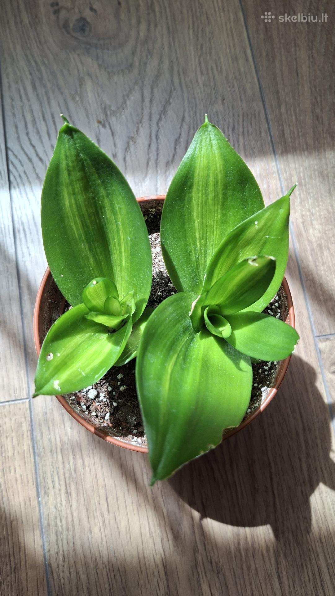 Sansev. trifasciata Hahnii Green Mold Variegated