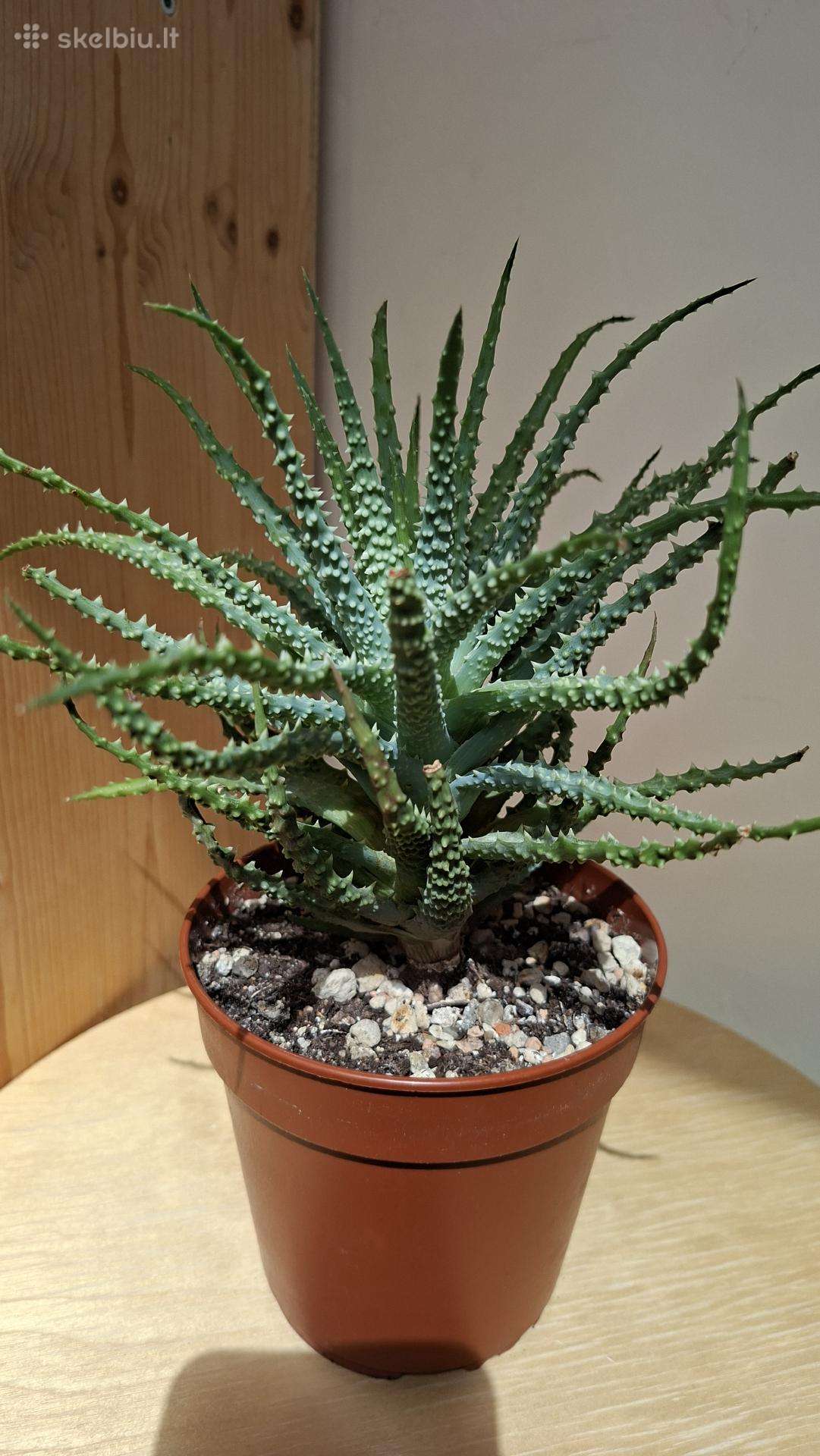 Aloe humilis