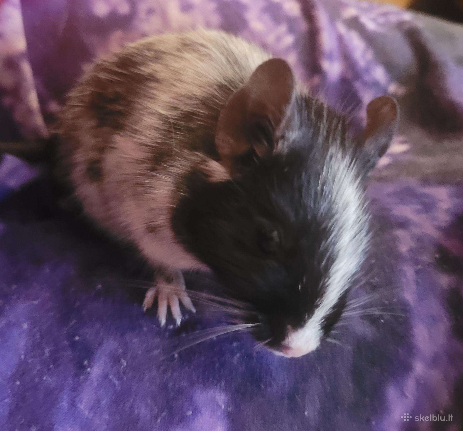 Parduodu Degu