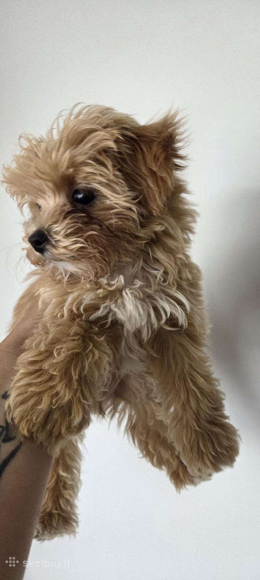 Maltipoo mergytės