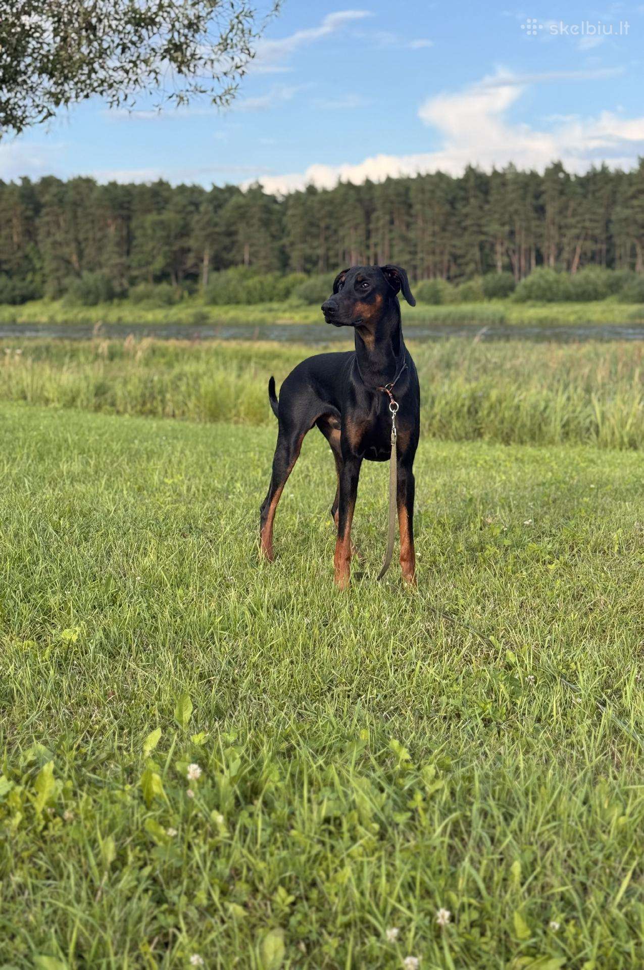 Dovanojamas dobermanu veisles suo