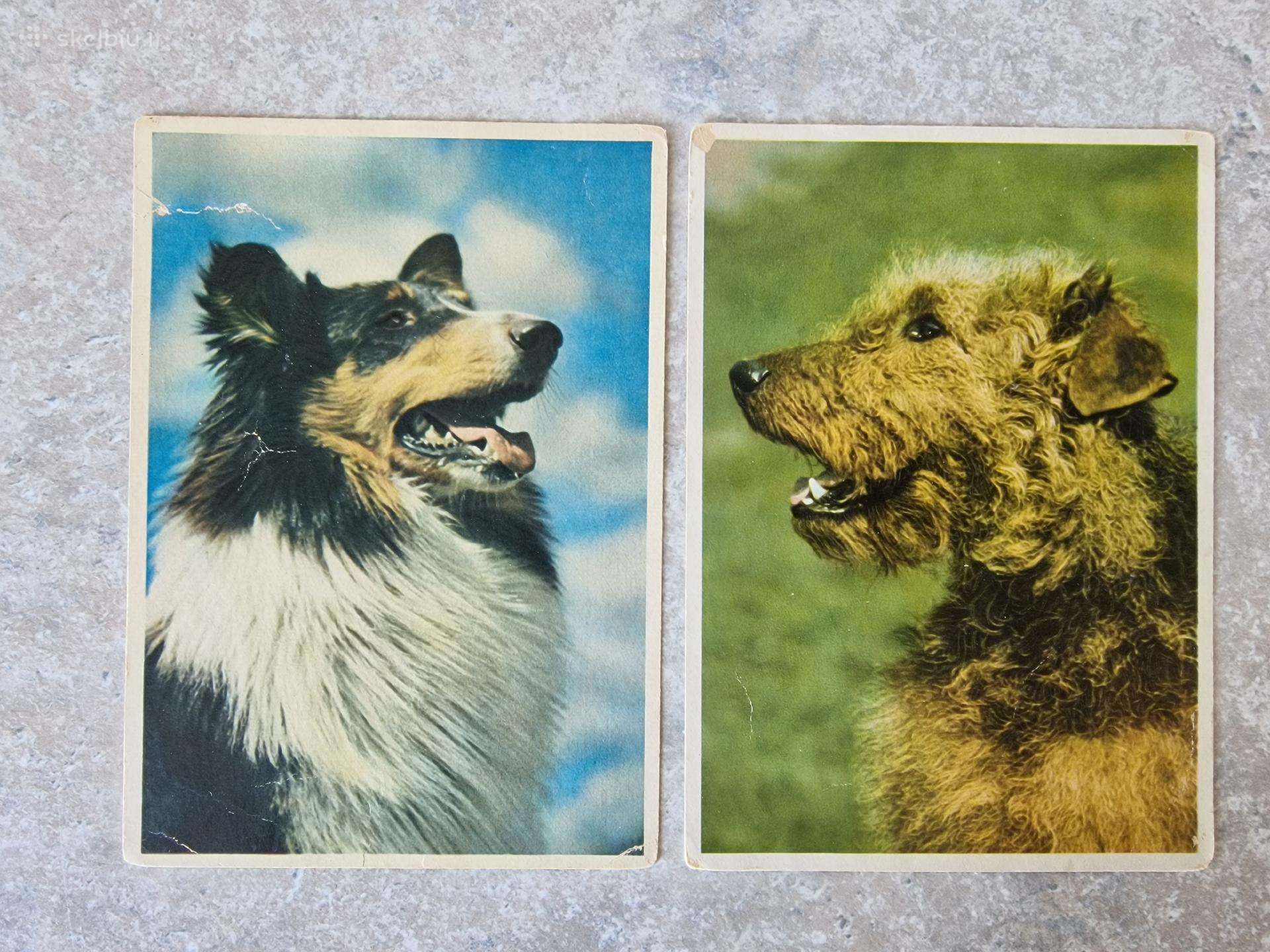 Seni atvirukai su šunimis