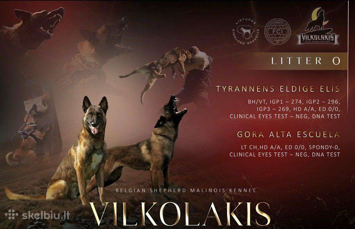 Belgu Aviganiai Malinua
