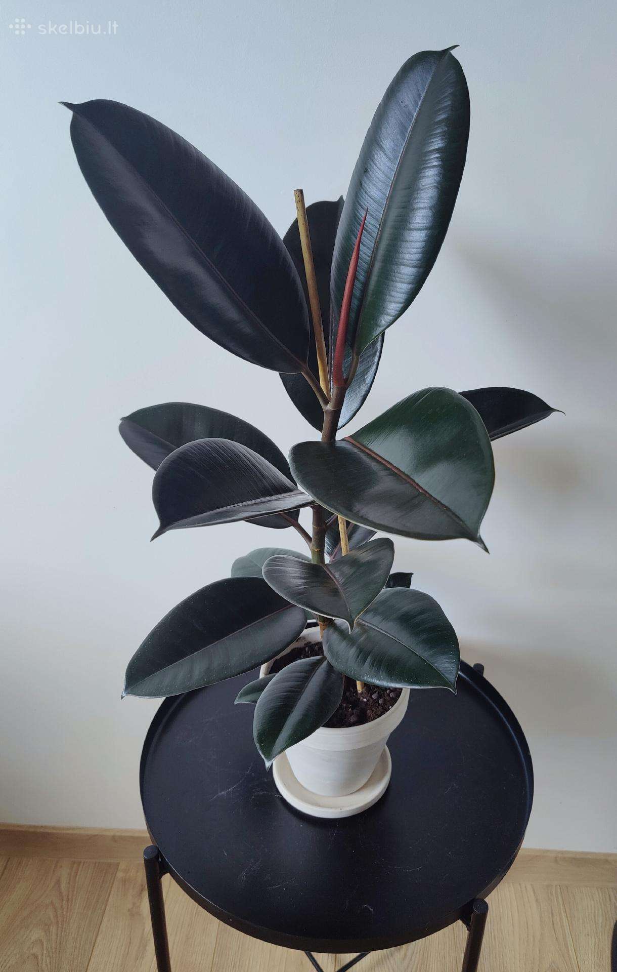 Ficus Elastica Burgundy