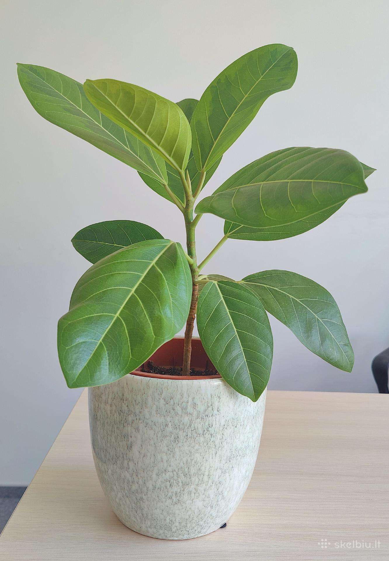 Ficus Audrey