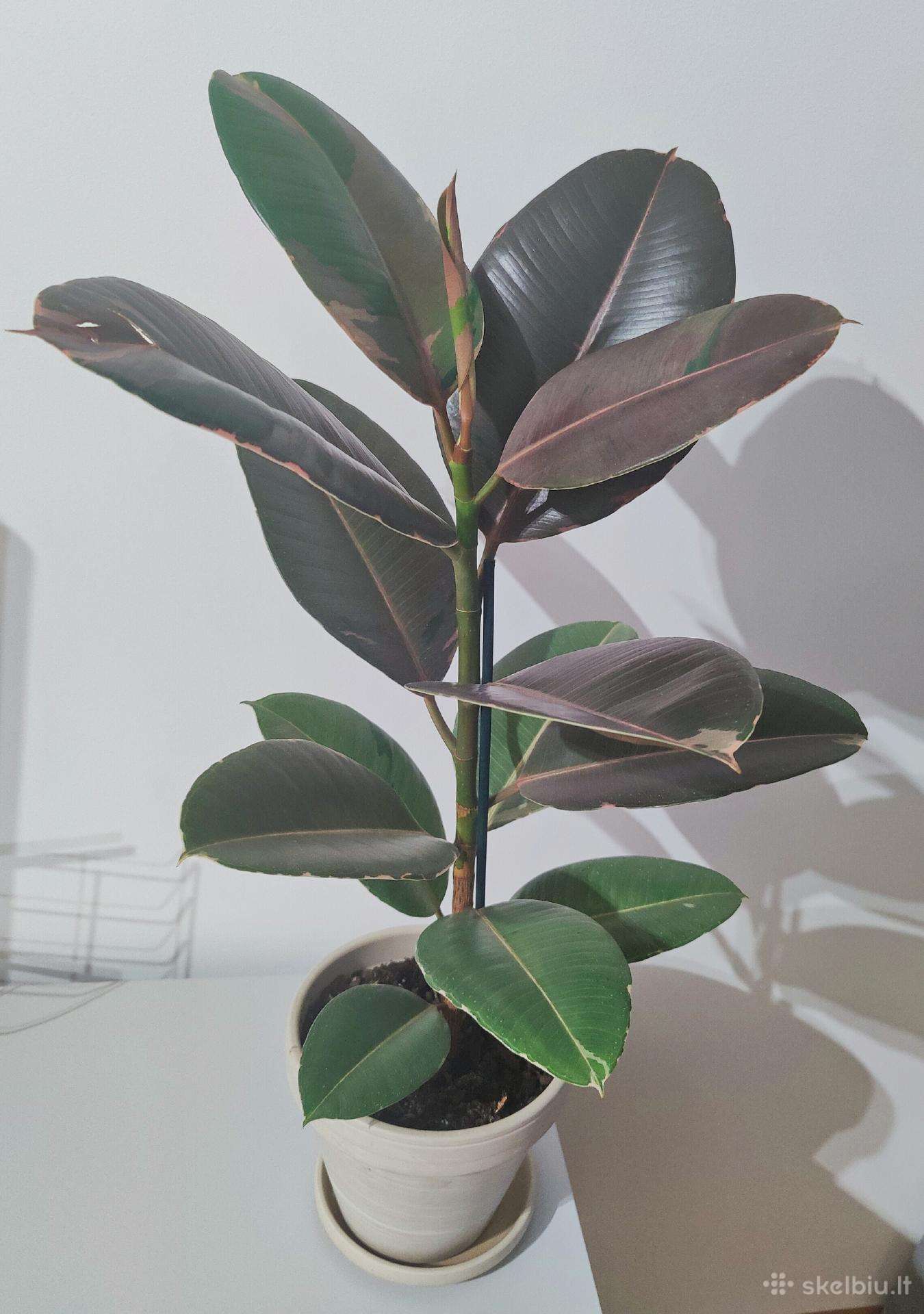 Ficus Elastica Pink Comuflage
