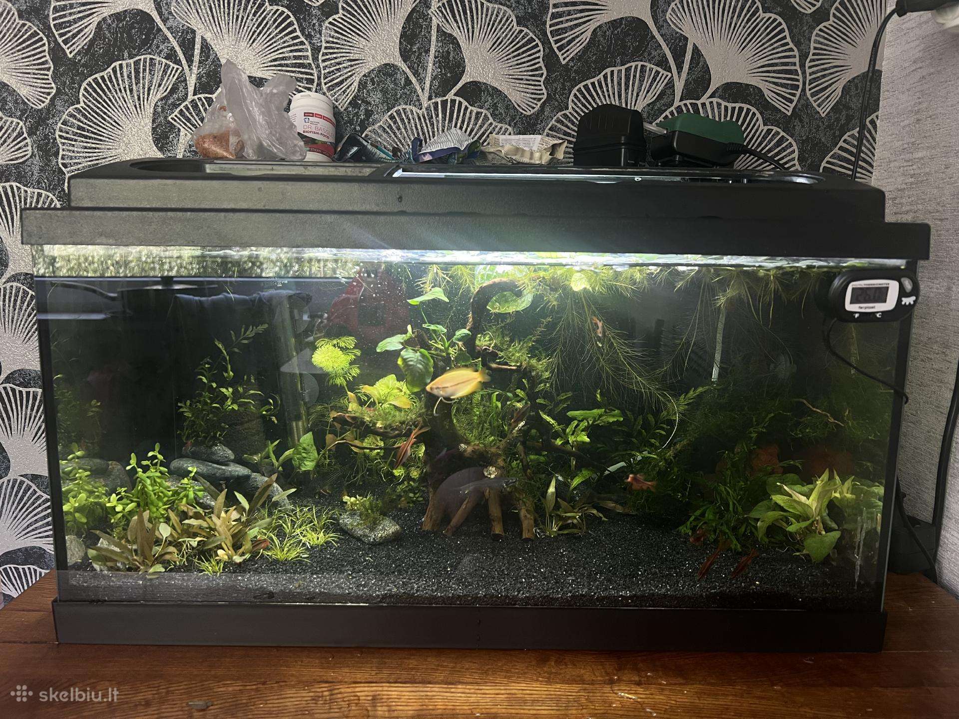 54l akvariumas