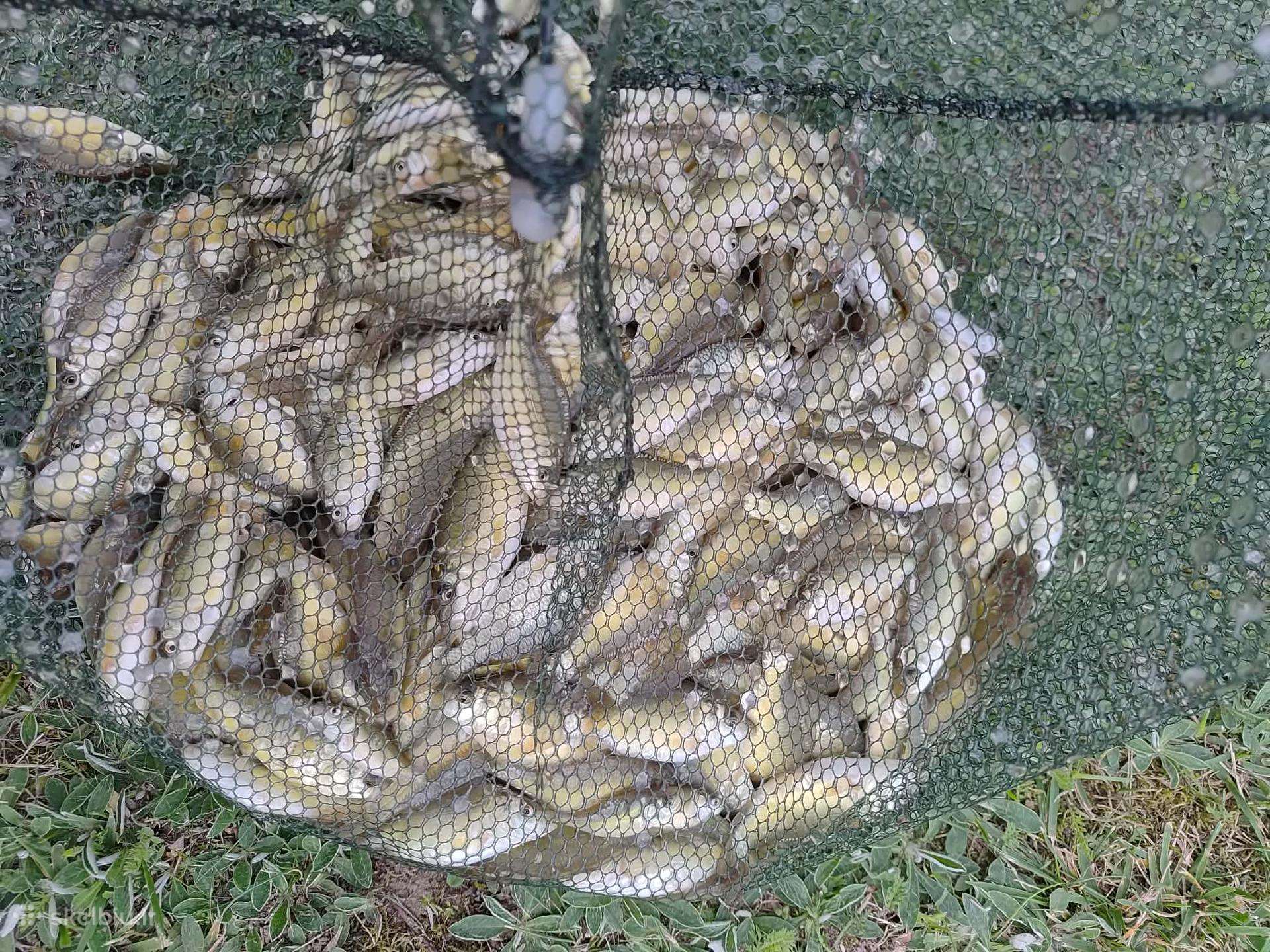 Karpiai mailius įžuvinimui 2,5-7cm Kazlų Rūdos sav