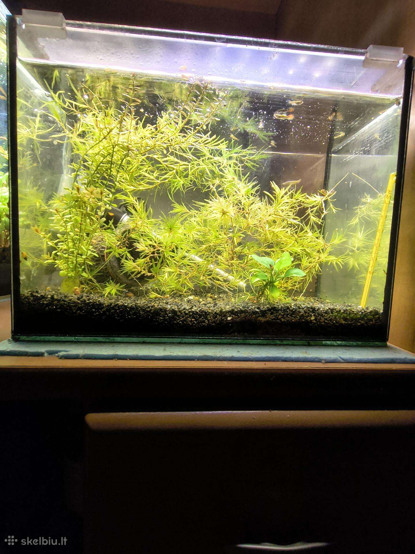 Akvariumas 14l
