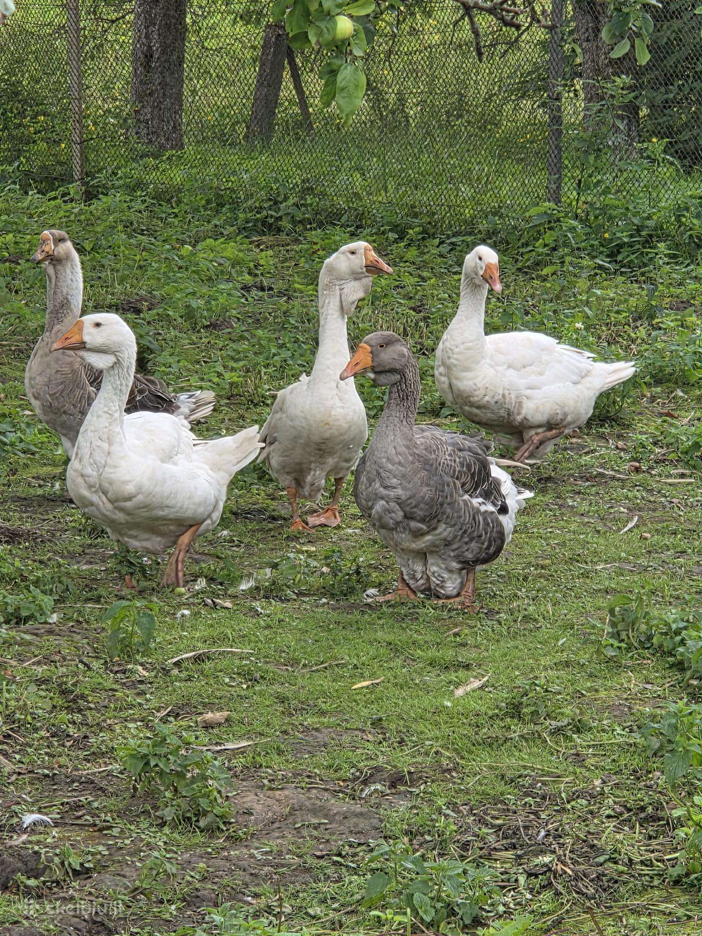 5 Cholmogorų mišrūnės
