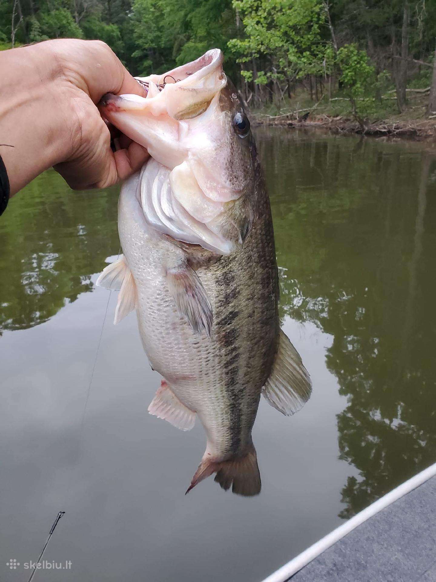 Žuvys mailius Largemouth bass Didžiaburnis ešerys