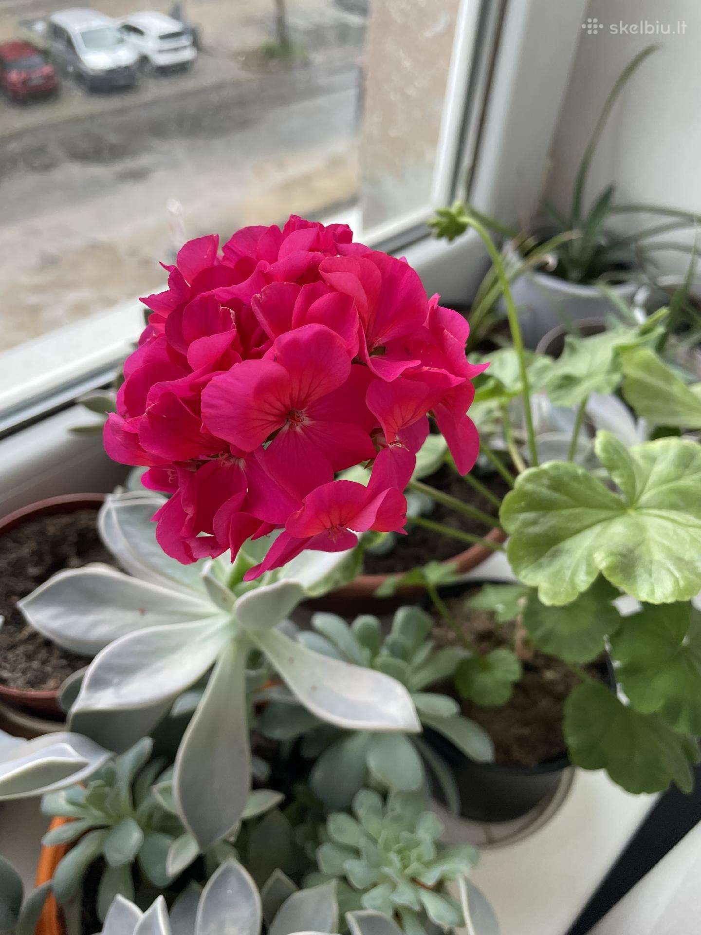 Pelargonijos