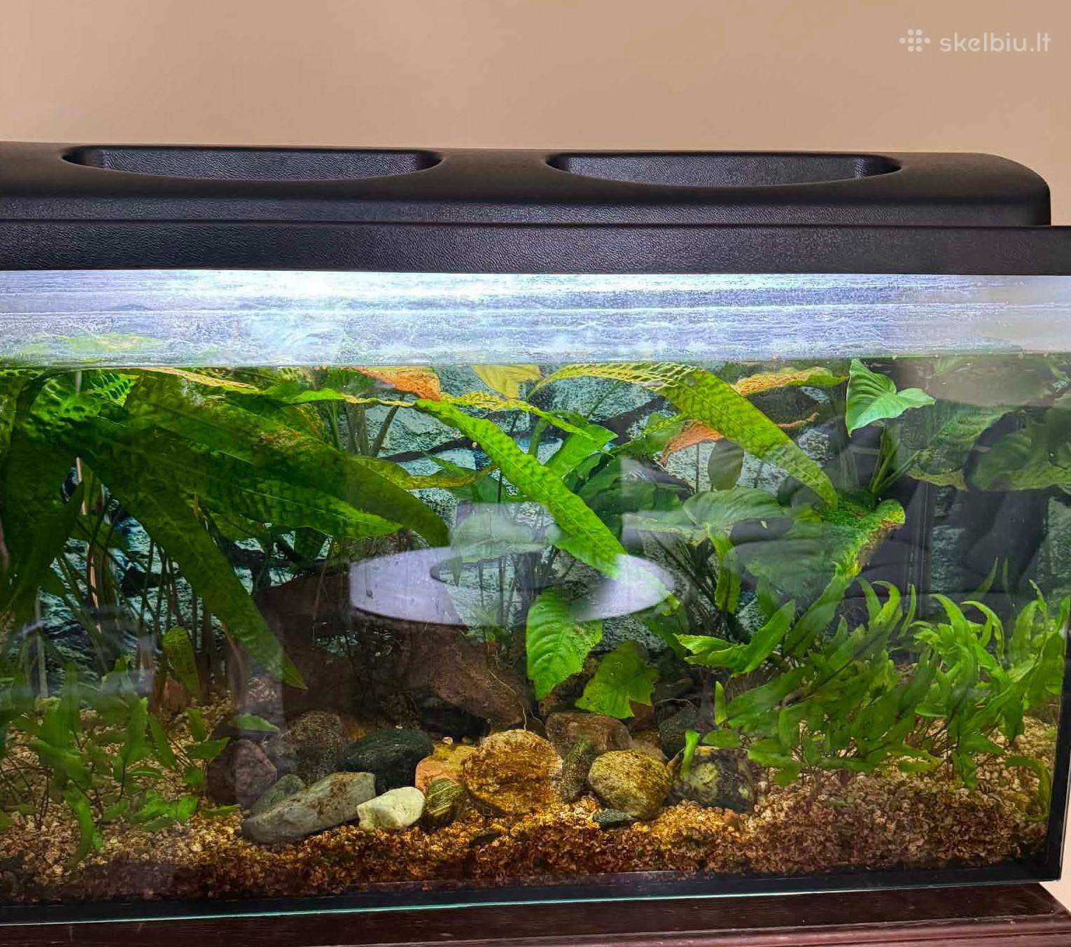 Akvariumas