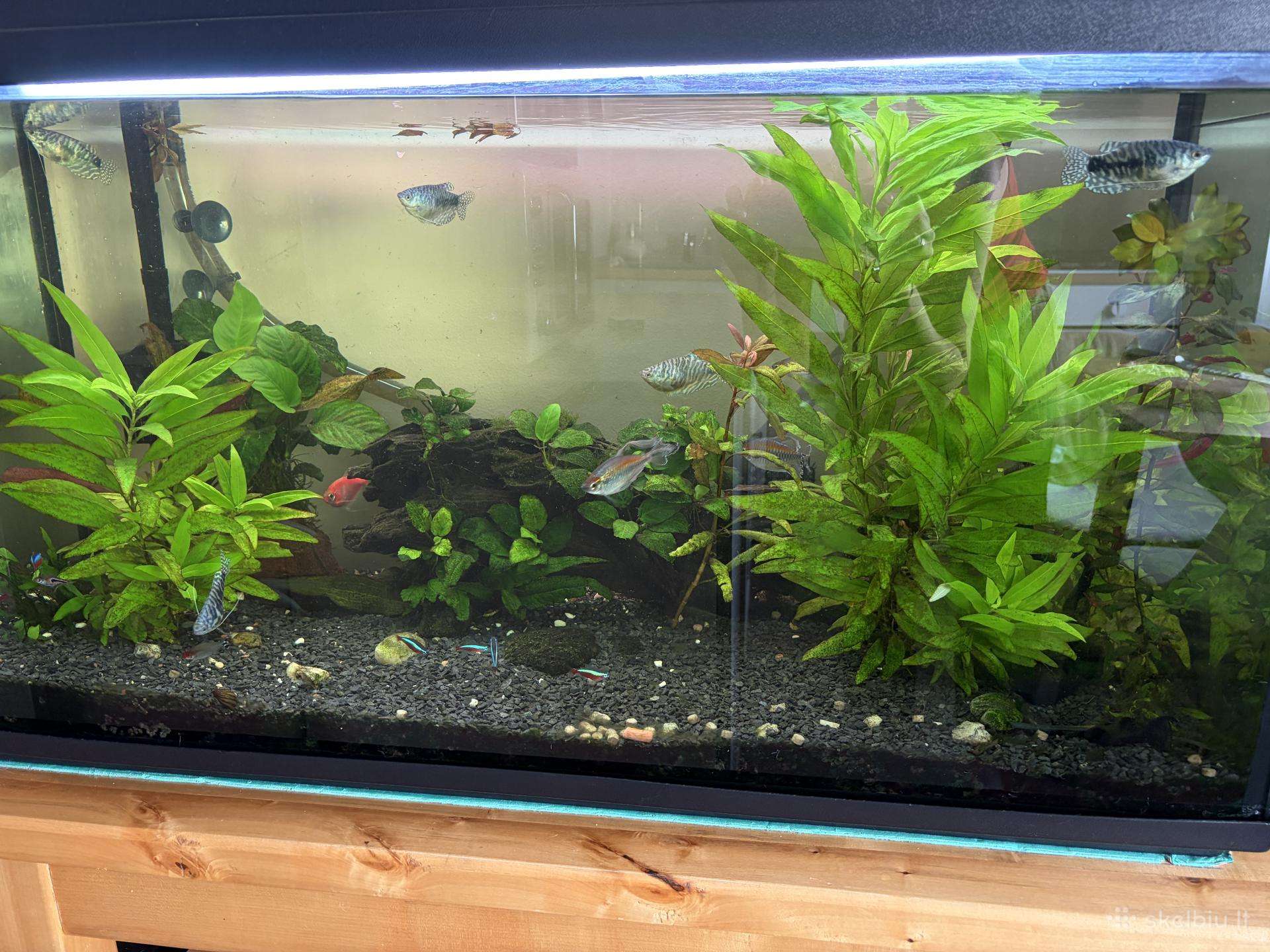 Akvariumas 200l