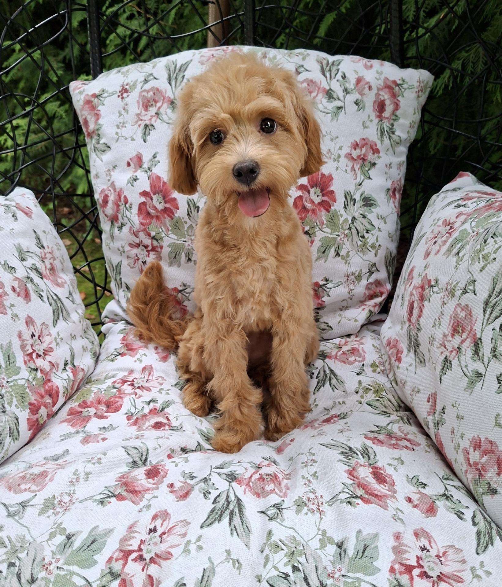 Parduodu nuostabu maltipoo šuniuką