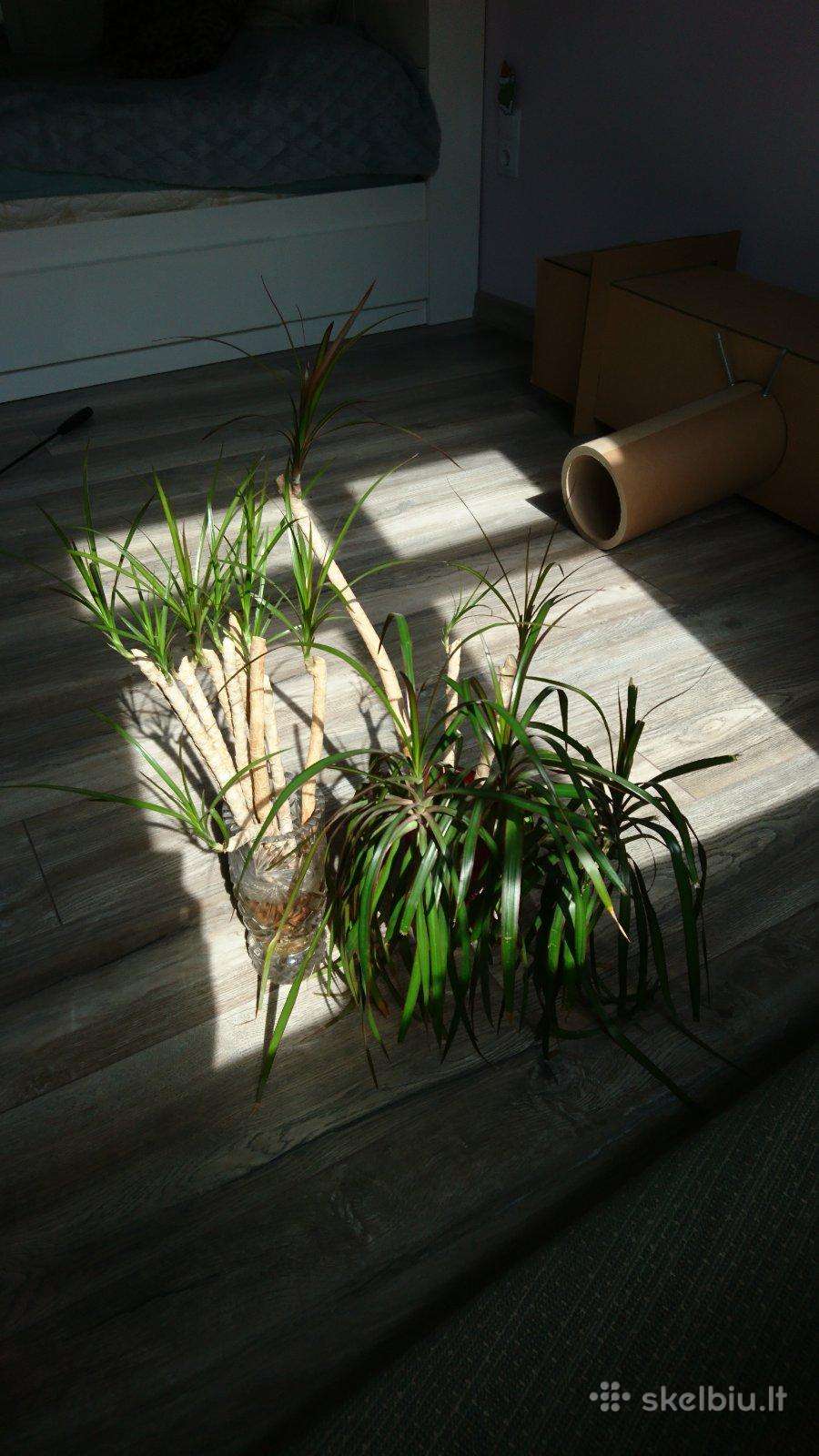 Dracena - sodinukai - dovanojama