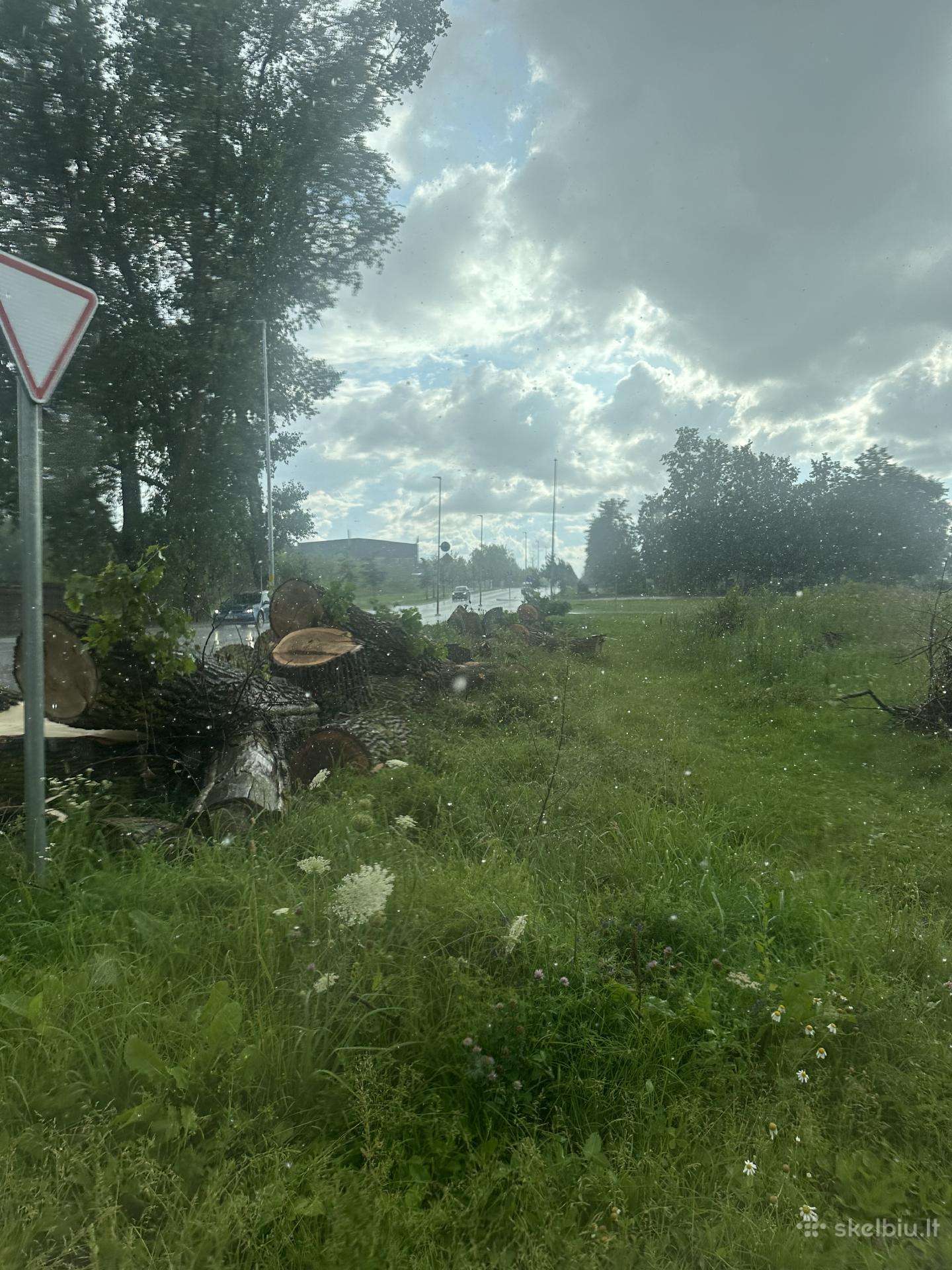 Dovanojama mediena, kuras