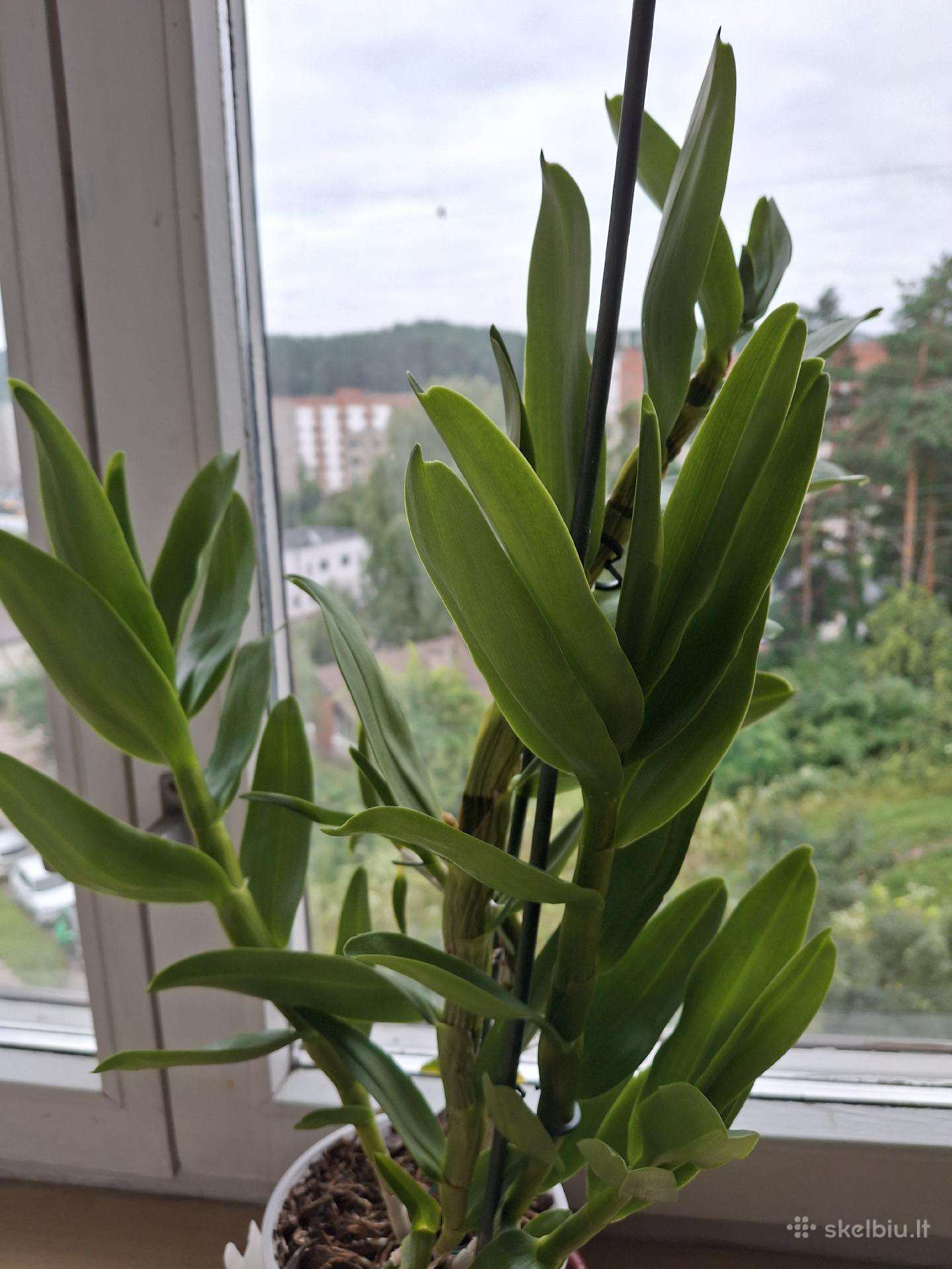 Kilnusis dendrobis orchidėjų šeimos augalas