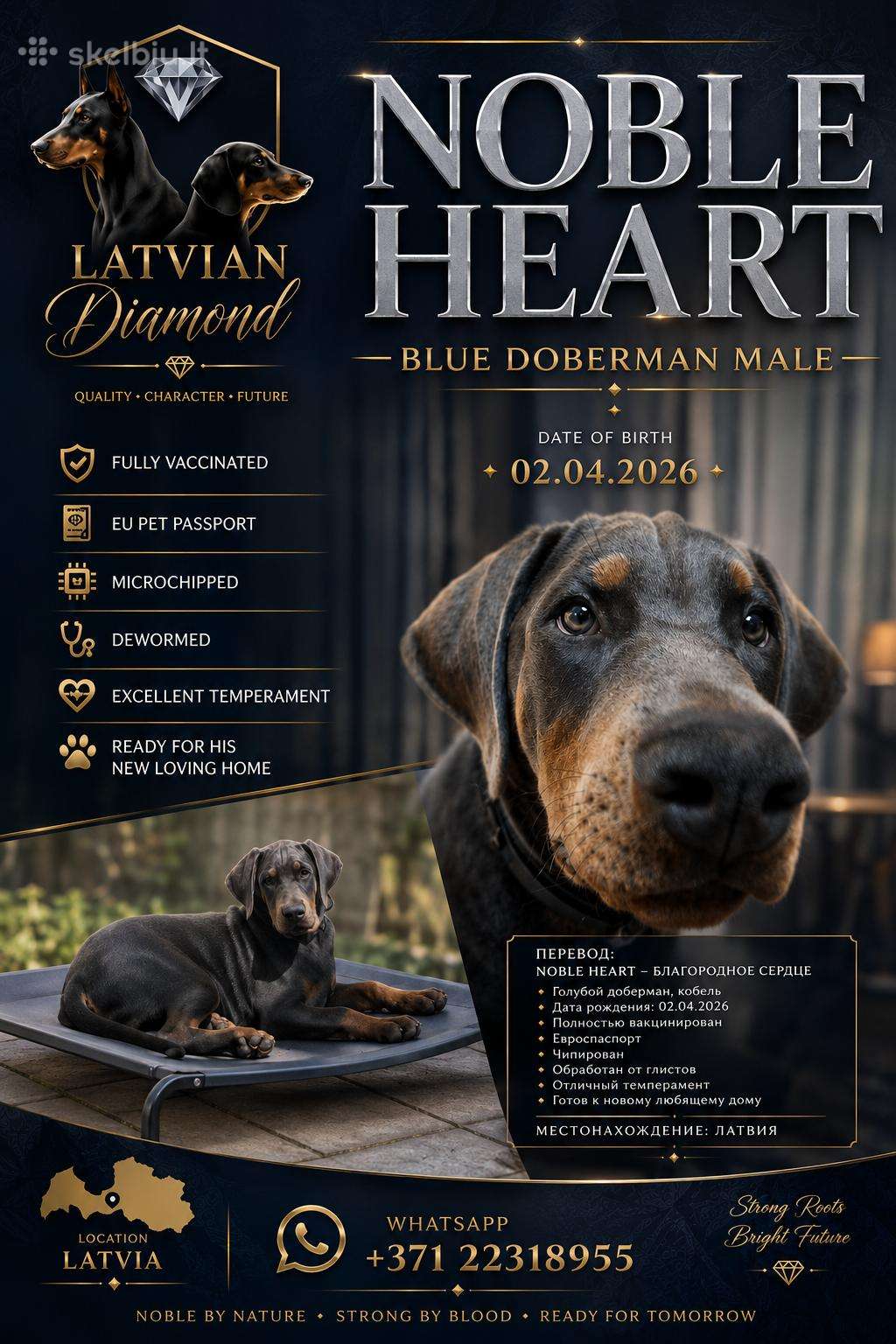 Doberman