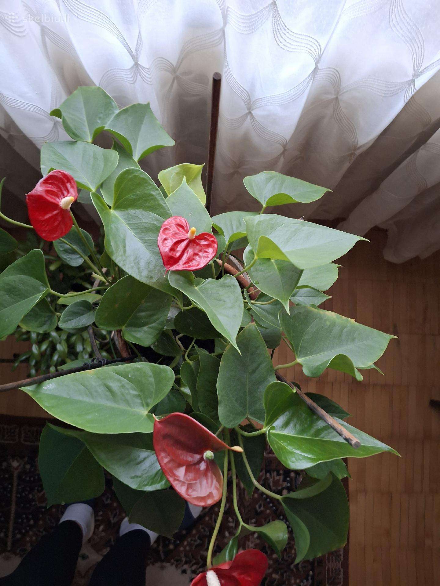 Anturis 25 cm liaudiškai -vyriška laimė