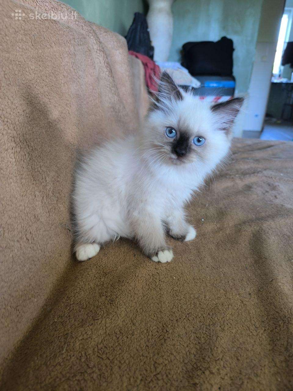 Ragdoll berniukas