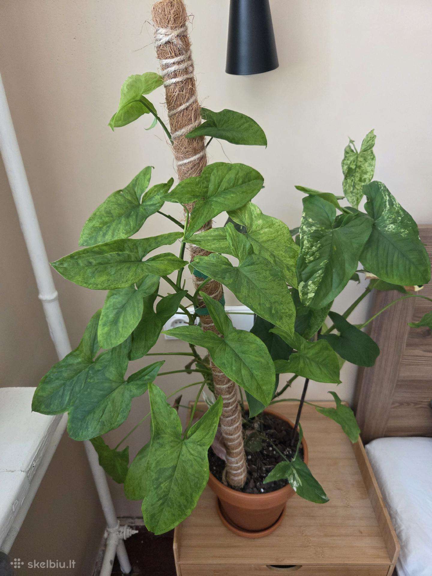 Parduodu Syngonium augalą