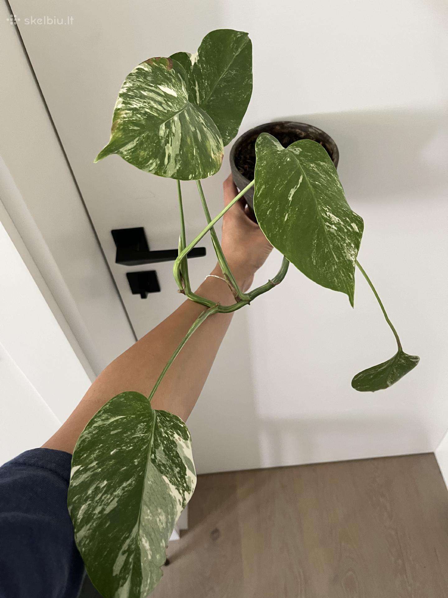 Monstera Variegata