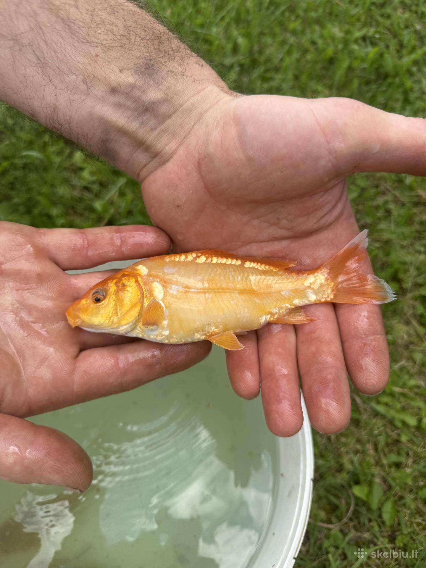 Koi karpiai
