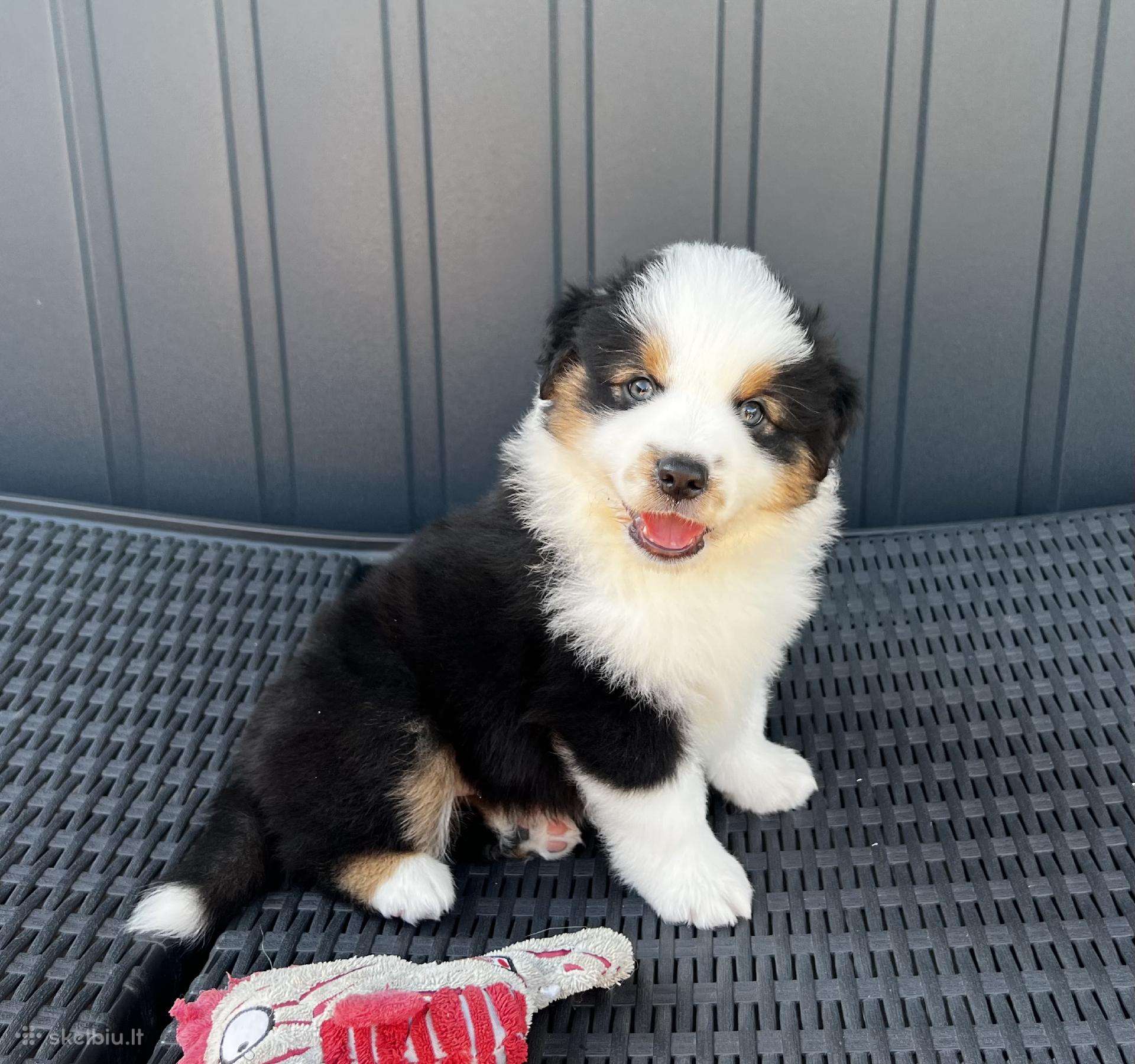 Mini Aussie /Miniatiūrinis amerikos avigan. /Mas