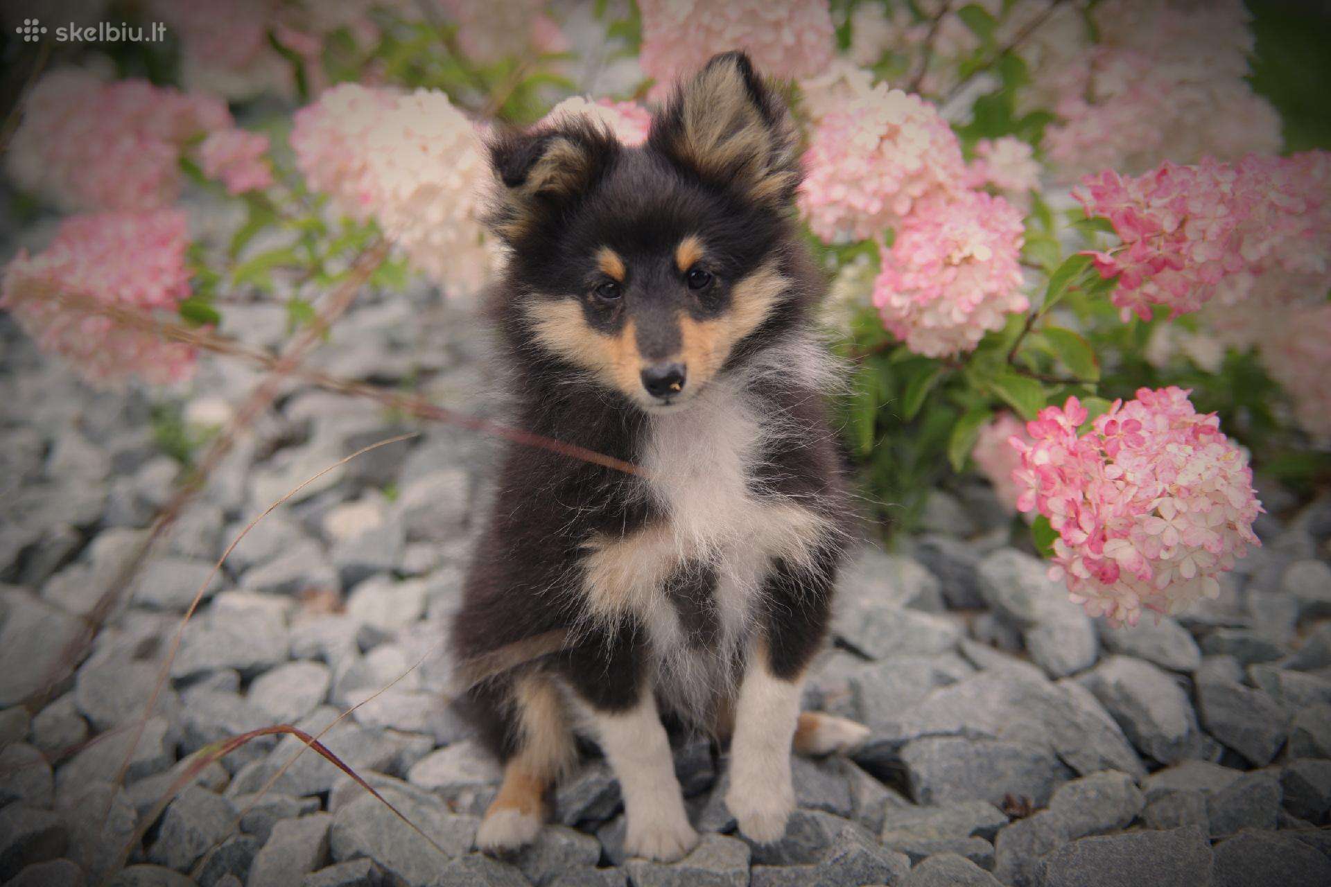 Shetland Sheepdog / Šeltis