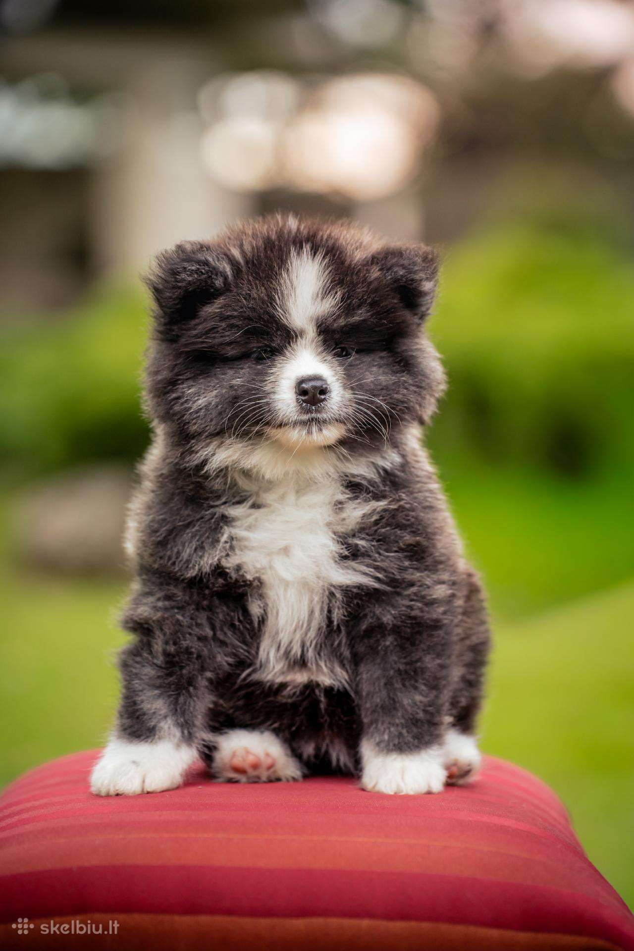 Akita