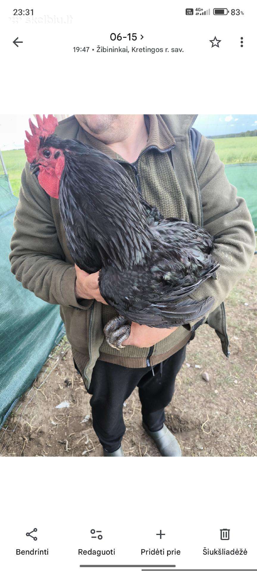Parduodamas didelis australorpų gaidys