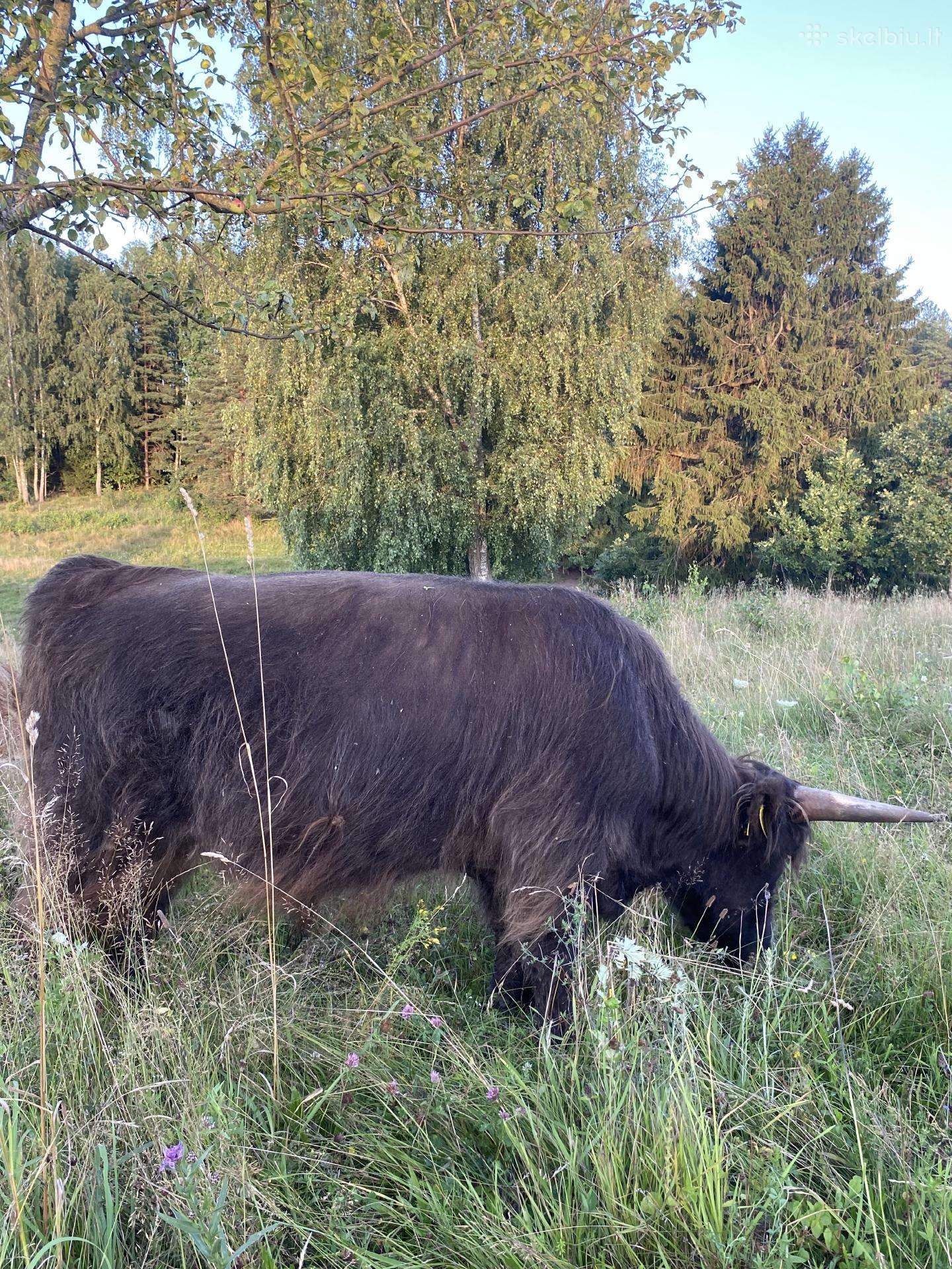 Grynaveisliai 100 % Hailendų buliukai